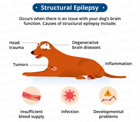 Epilepsy in Dogs: Signs, Symptoms, Treatment | Canna-Pet