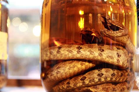 Habu Sake: The Cruelly Produced Snake Wine | OddFeed