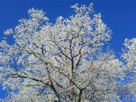 Gratis Afbeeldingen : boom, tak, bloesem, sneeuw, koude, winter, fabriek, bloem, vorst, ijs-, de ...