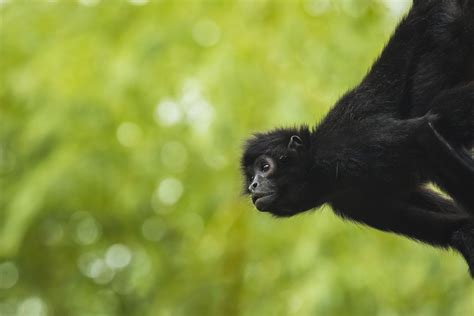 Black headed spider monkey SanderMeertinsPhotography Shutterstock ...