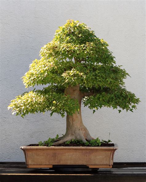 Bonsai cultivation and care - Wikipedia