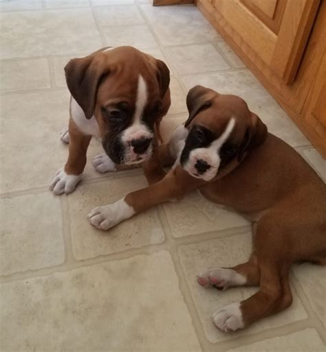 47+ Boxer Puppies For Free Adoption Pic - Bleumoonproductions