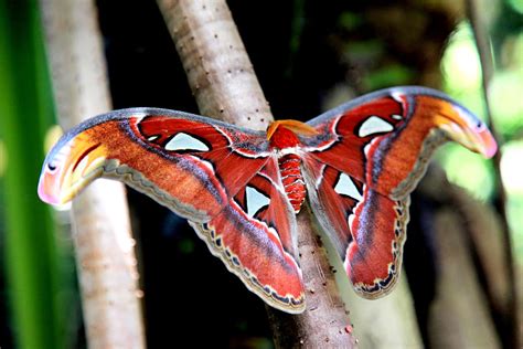 African Moth Photograph by Sheri Bartay