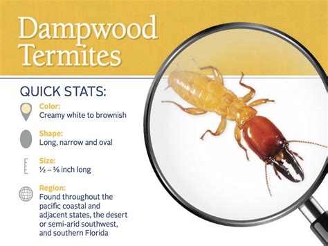 Dampwood Termites: Exterminators for Dampwood Termites