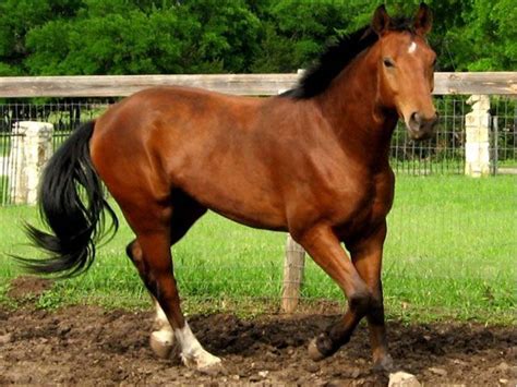 Hanoverian horse breed Beautiful Horses, Animals Beautiful, Horse ...