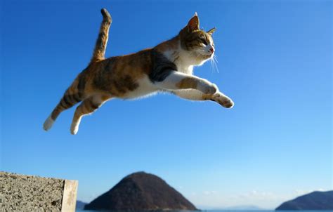 Wallpaper cat, cat, jump images for desktop, section кошки - download