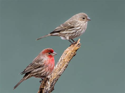 NestWatch | House Finch - NestWatch