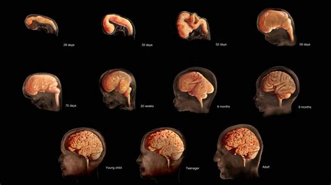 The Brain before Birth: Using fMRI to Explore the Secrets of Fetal Neurodevelopment ...