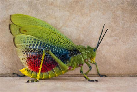 Free stock photo of insect, locust