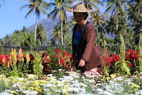 Resilience in bloom: A couple's thriving flower farm near Mayon Volcano