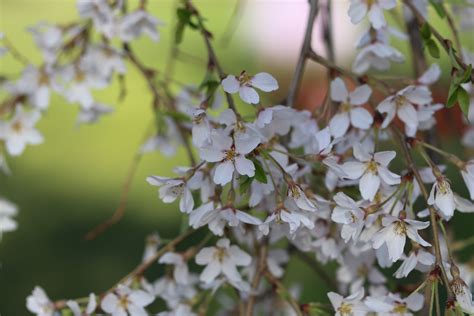 Cherry Blossoms – Geeky Girl Engineer