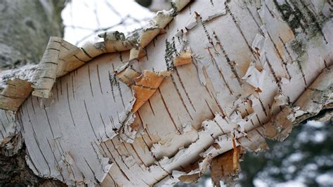 Why Does Birch Tree Bark Peel Off?