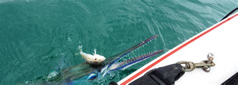 needlefish Archives - Hawaii Nearshore Fishing