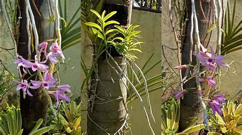 Fastest Way To Propagate Dendrobium Anosmum Orchid – Frenond's Adventure