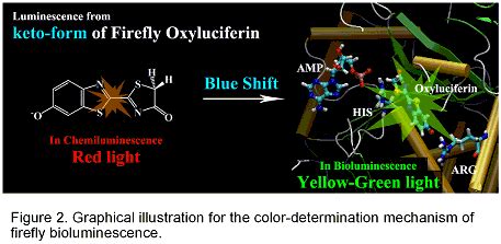 On the Yello-Green Luminescence of Firefly Luciferin