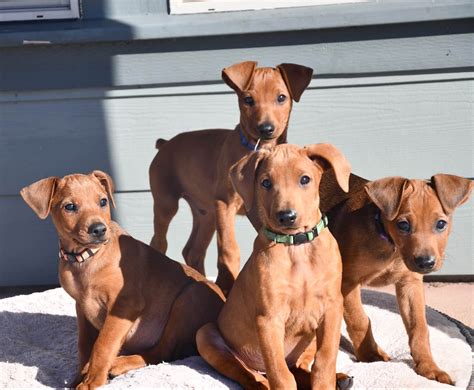 German Pinscher Puppies For Sale