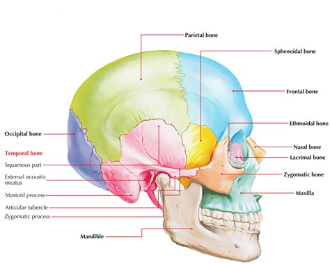 Temporal Bone – Earth's Lab