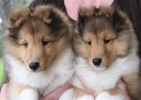 Cute Dogs|Pets: Sable Shetland Sheepdog ( Sheltie ) Puppies