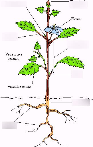 Structure of a dicot plant Diagram | Quizlet