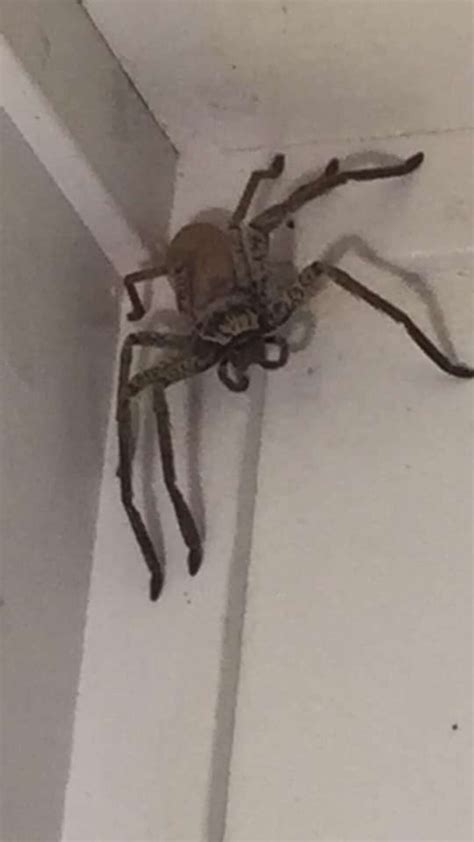 Woman Finds Huge Huntsman Spider In House - The Dodo