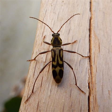 Invasive Asian Bamboo Longhorn Beetle Detected Across Europe