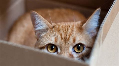 cat-hiding-in-box | Born Realist