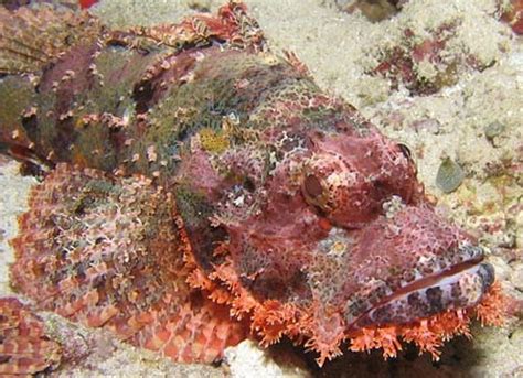 Stonefish - World's Most Venomous Fish | Animal Pictures and Facts ...