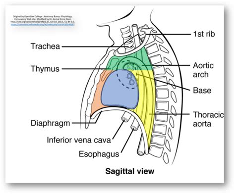 Posterior Mediastinum Dissection