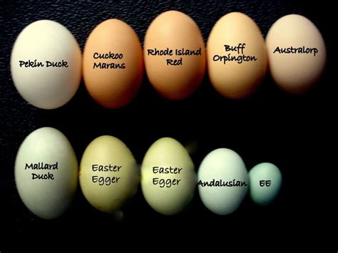 Fresh Eggs Daily®: A Rainbow of Egg Colors | Chickens backyard, Chicken ...