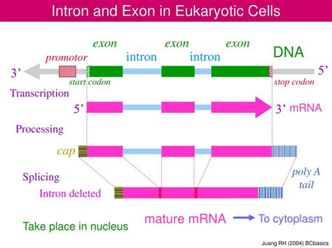 PPT - Intron and Exon in Eukaryotic Cells PowerPoint Presentation, free download - ID:963502