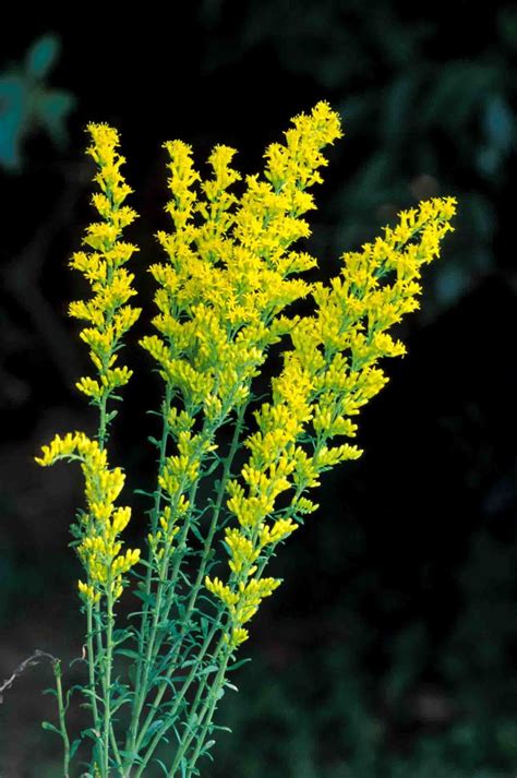 Kentucky Native Plant and Wildlife: Plant of the Week: Gray Goldenrod (Solidago nemoralis)