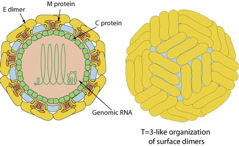 Zika virus ~ ViralZone page