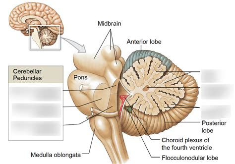 cross section of cerebellum Diagram | Quizlet