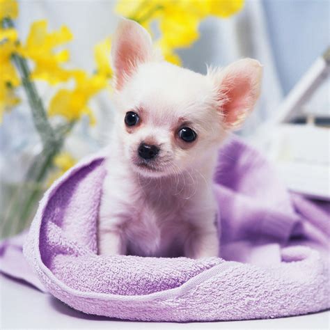 Animals - Cute Chihuahua Puppy - iPad iPhone HD Wallpaper Free