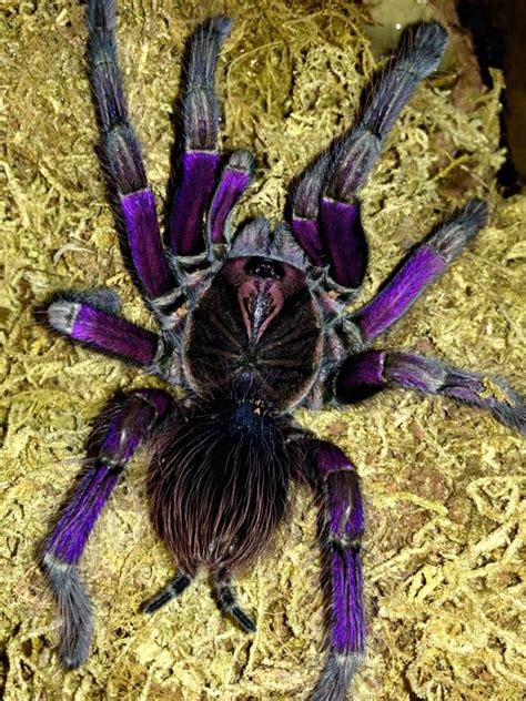 SA/M P. sp. 'Ecuador II' | Spider species, Pet tarantula, Arachnids spiders