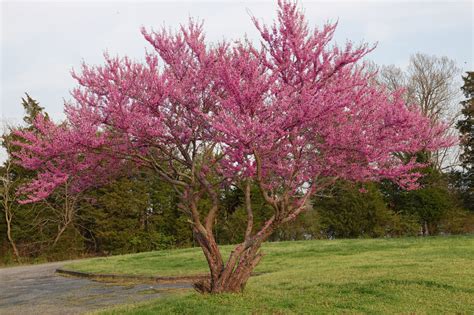 Redbud Tree - A Beautiful Addition to Your Garden