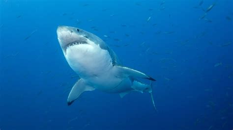 Cape Cod Believed to Have Highest Concentration of Great White Sharks Globally - Men's Journal