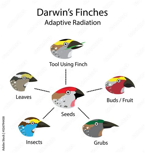 illustration of biology and animals, Darwin's finches, adaptive ...