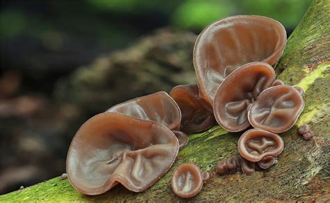 Judasohr (Auricularia auricula-judae) Foto & Bild | pflanzen, pilze ...