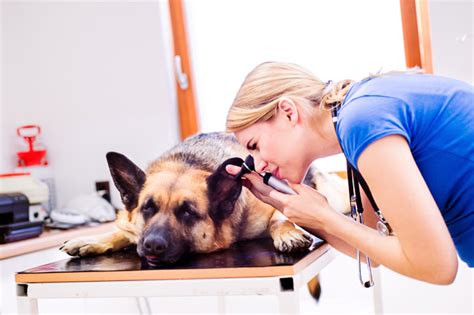 Veterinary Assistant Course - Accredited Online Certification