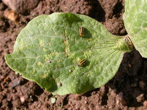 Striped Cucumber Beetle – Identification, Life Cycle, Facts & Pictures