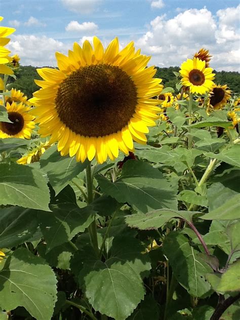 Lyman Orchards' Sunflower Maze | Durham, CT Patch