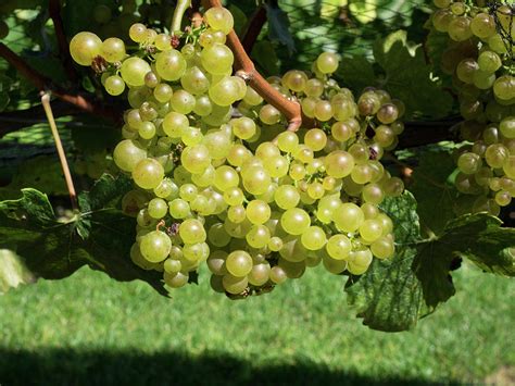 Chardonnay Grapes On Vine Photograph by Panoramic Images - Fine Art America