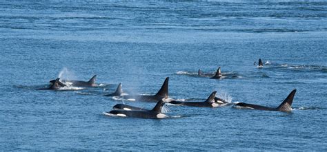 Welcome baby orca J57! – Into the Salish Sea