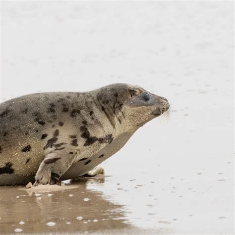 Aquarium releases rescued seal back into habitat