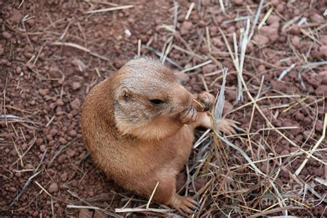 Small Baby Prairie Dog Eating a Snack Photograph by DejaVu Designs - Fine Art America