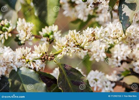 Coffee tree, coffee flower stock image. Image of asia - 71292723