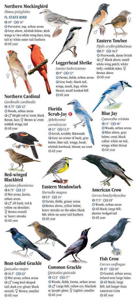 Birds of North Florida including the Panhandle – Quick Reference ...