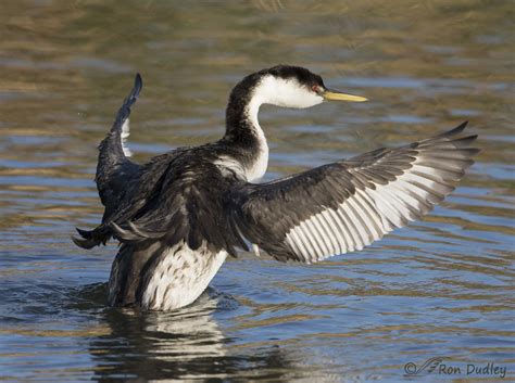 Western Grebes Posing Up A Storm – Feathered Photography