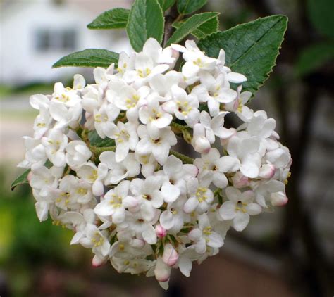 Viburnum carlcephalum | Plants Direct – Victoria, BC